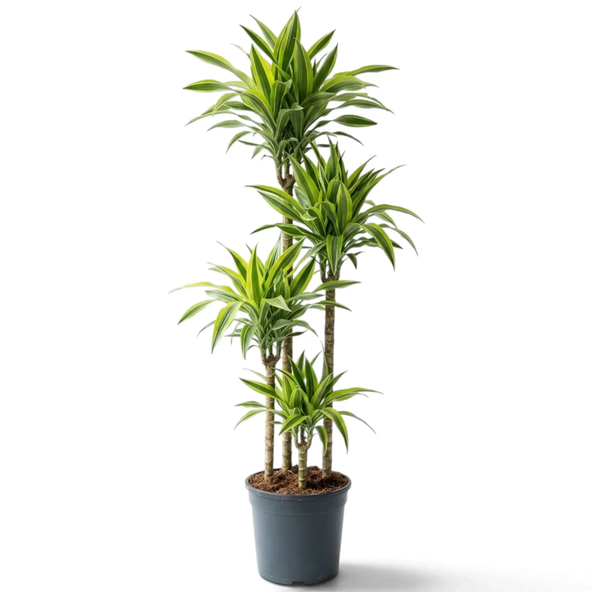 Dracaena fragrans ‘Lemon Lime’ in Größe XXL mit grün, weiß und gelbgrün gestreiften Blättern