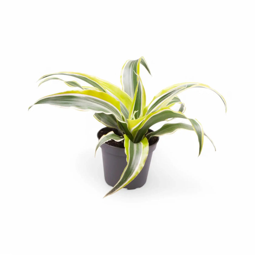 Dracaena fragrans 'Lemon Surprise' potted plant in nursery pot on white background.
