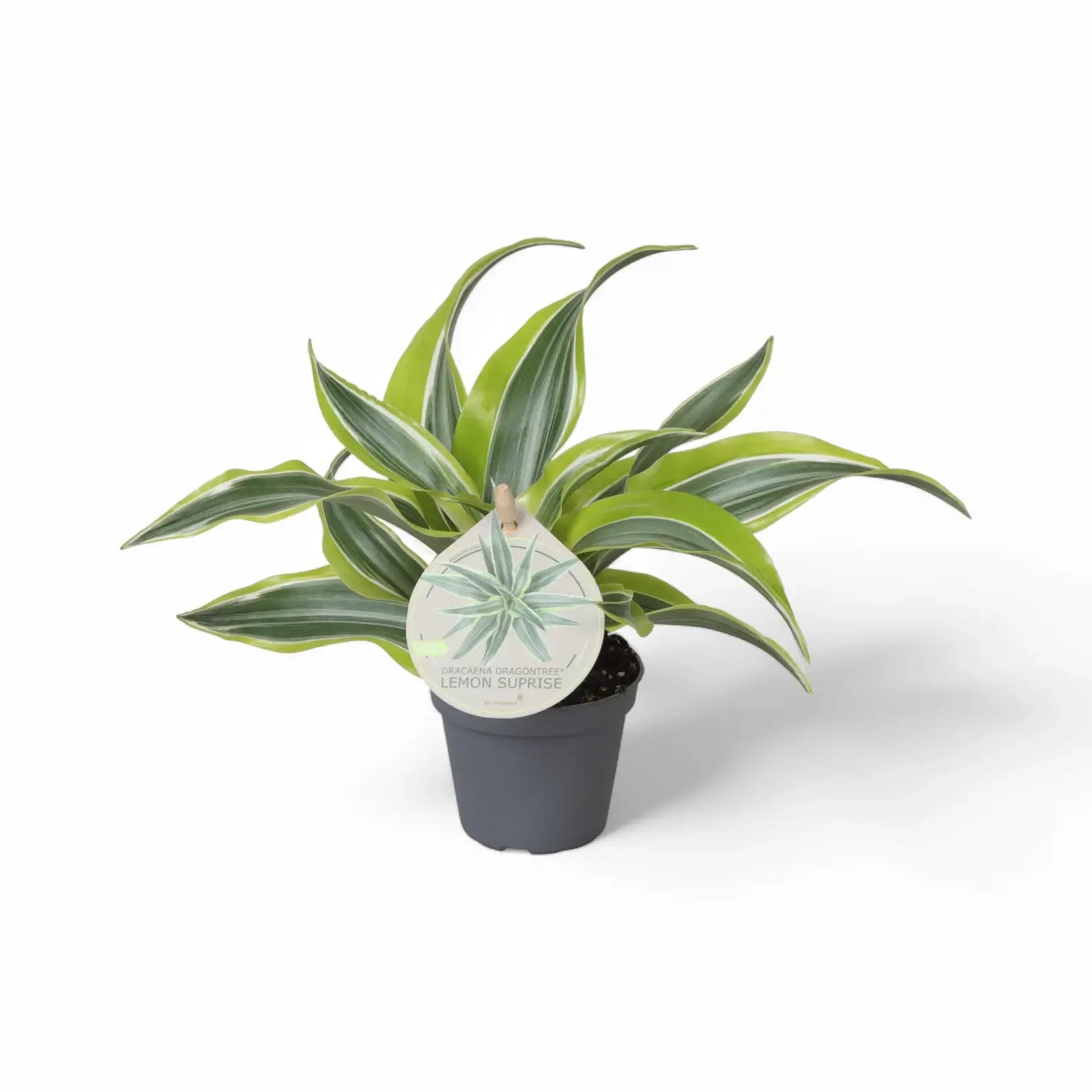 Dracaena fragrans 'Lemon Surprise' potted plant in nursery pot on white background.