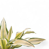 Dracaena fragrans 'Malaika' leaf detail on white background.