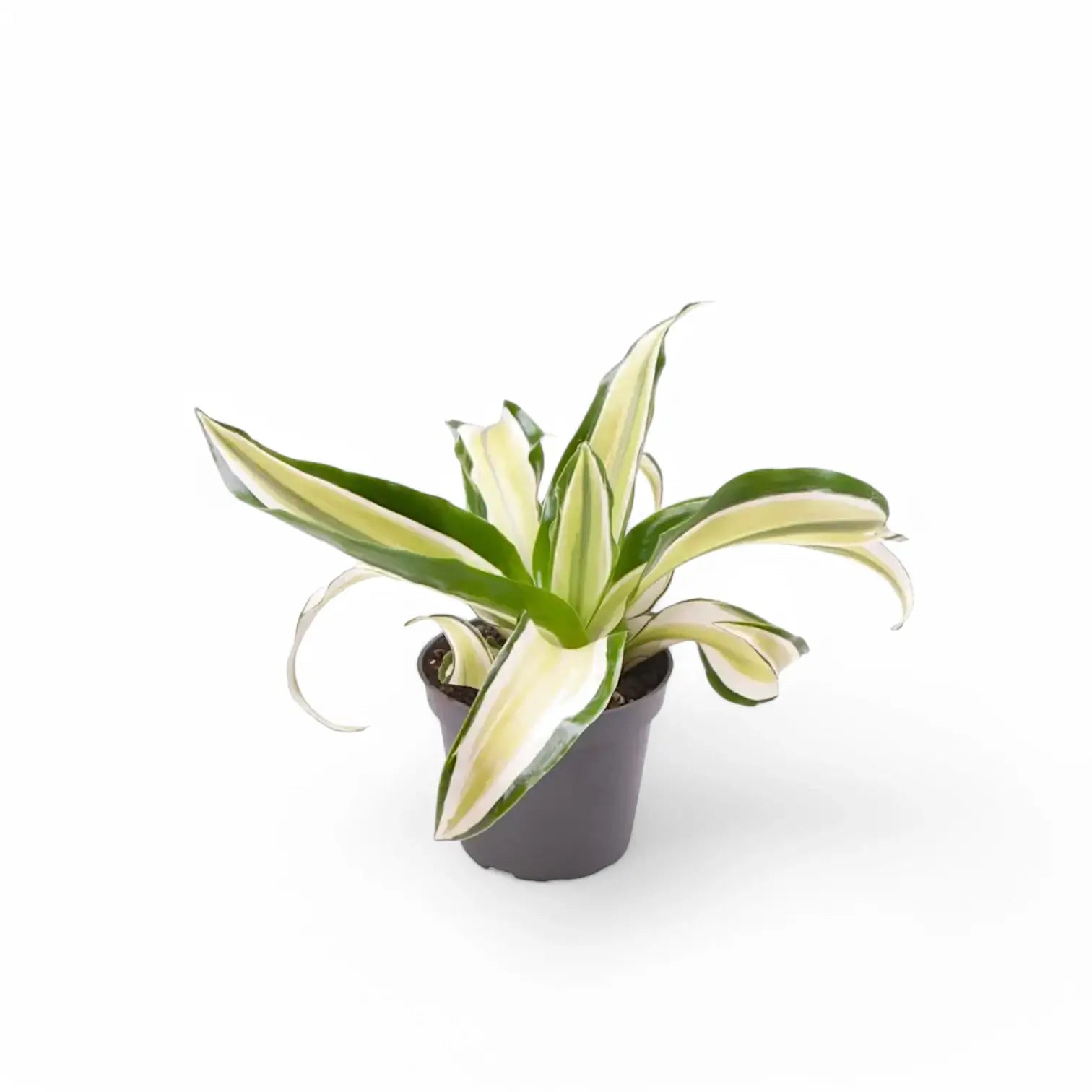 Dracaena fragrans 'Malaika' potted plant in nursery pot on white background.