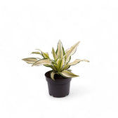 Dracaena fragrans 'Malaika' potted plant in nursery pot on white background.