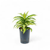Dracaena fragrans 'Malaika' potted plant in nursery pot on white background.
