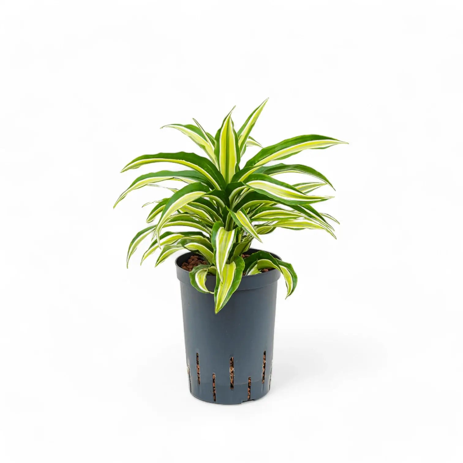Dracaena fragrans 'Malaika' potted plant in nursery pot on white background.