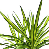 Dracaena fragrans ‘Rikki’ – Blattdetail vor weißem Hintergrund..