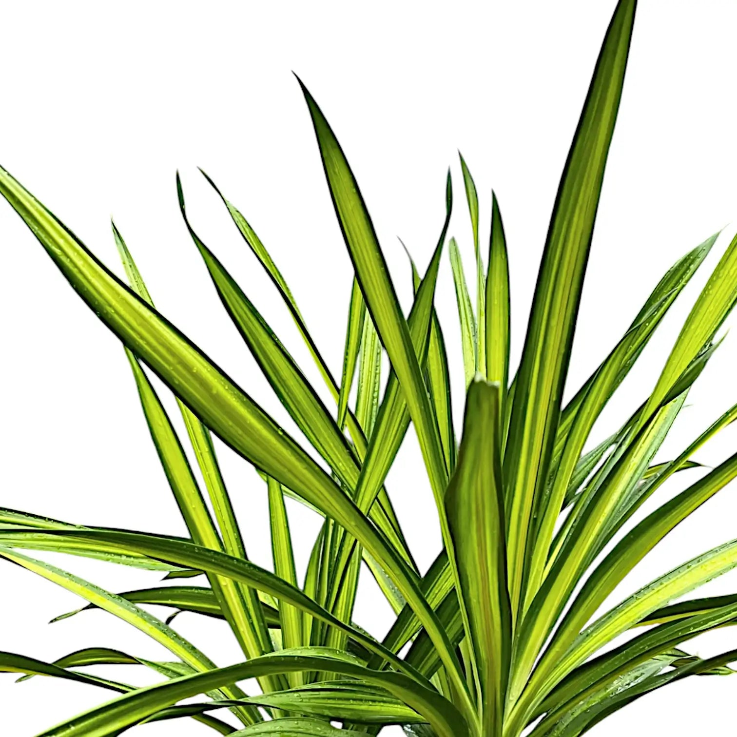 Dracaena fragrans ‘Rikki’ – Blattdetail vor weißem Hintergrund..