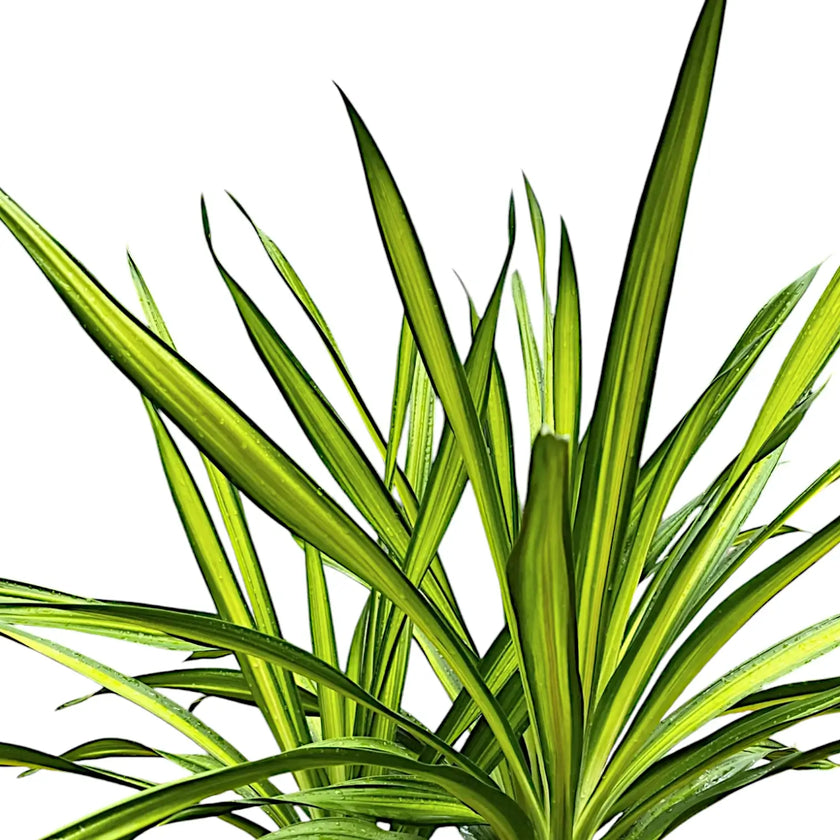 Dracaena fragrans ‘Rikki’ leaf detail on white background.