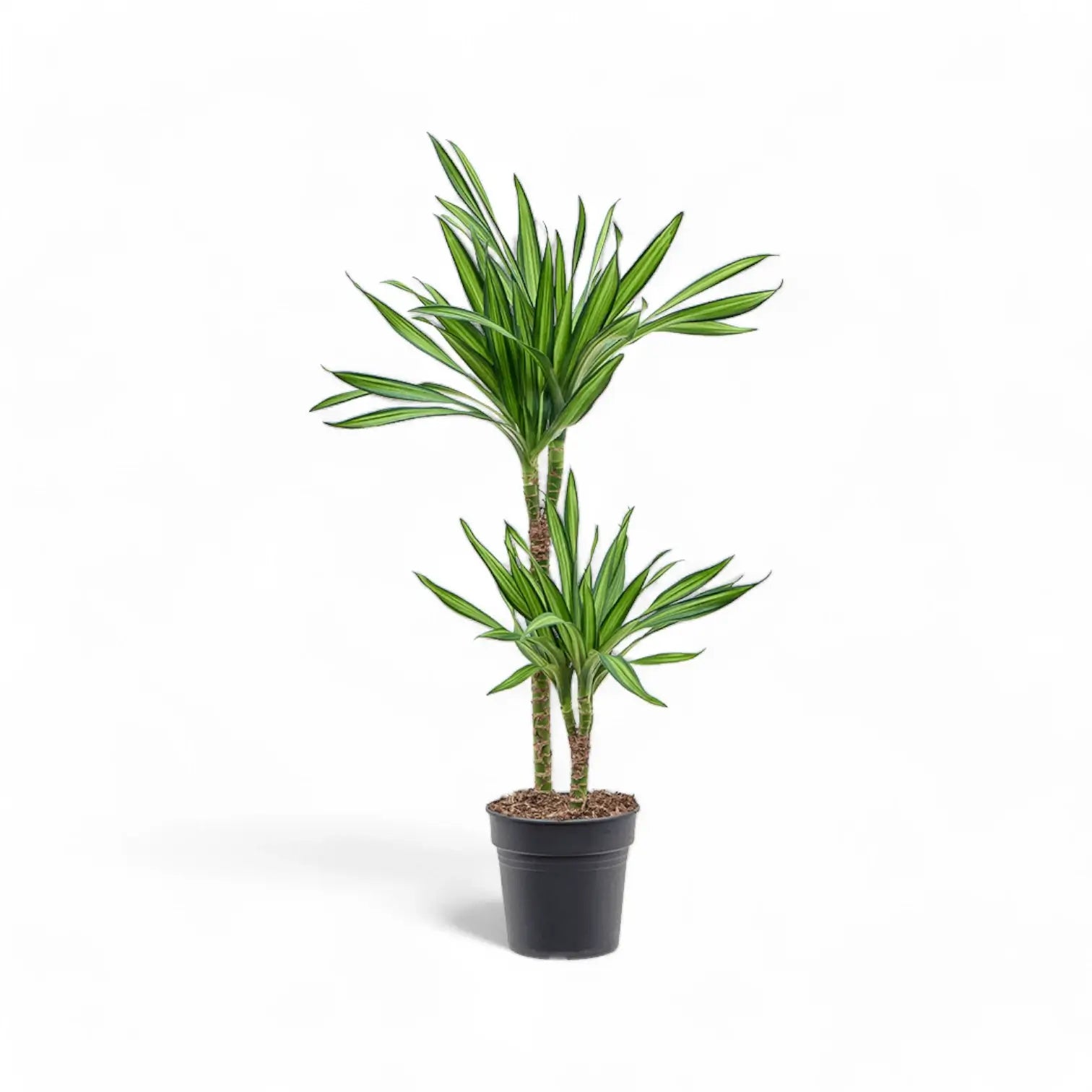 Dracaena fragrans ‘Rikki’ Zimmerpflanze im Anzuchttopf vor weißem Hintergrund, Produktfoto 2.