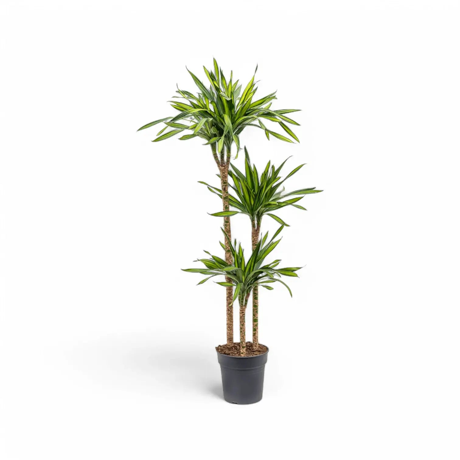 Dracaena fragrans ‘Rikki’ Zimmerpflanze im Anzuchttopf vor weißem Hintergrund, Produktfoto 4.