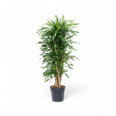 dracaena rikki Dracaena fragrans 'Rikki' – Long, Narrow, Yellow-Striped Leaves