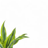 Dracaena fragrans 'Surprise' leaf detail on white background.