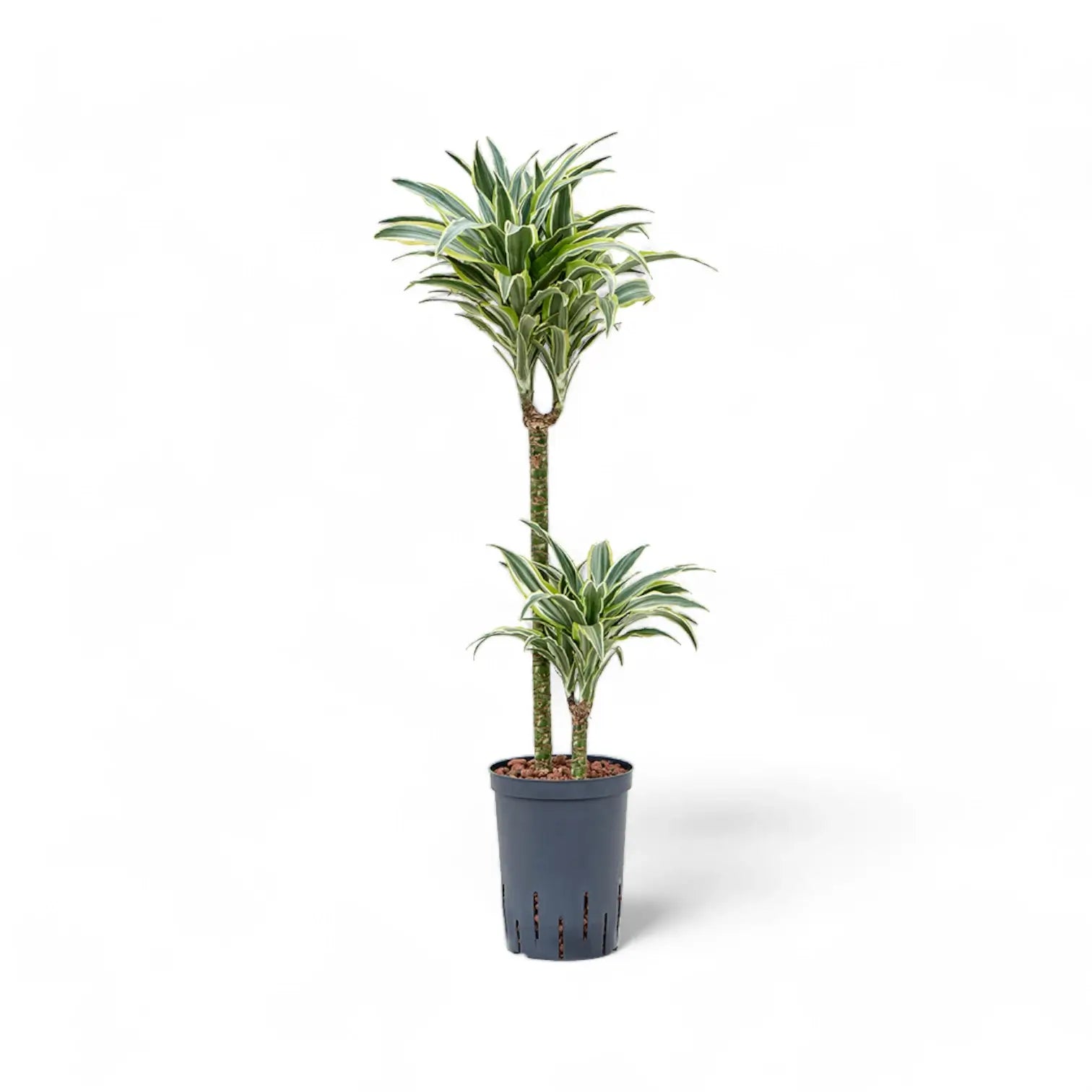 Dracaena fragrans 'Surprise' potted plant in nursery pot on white background.