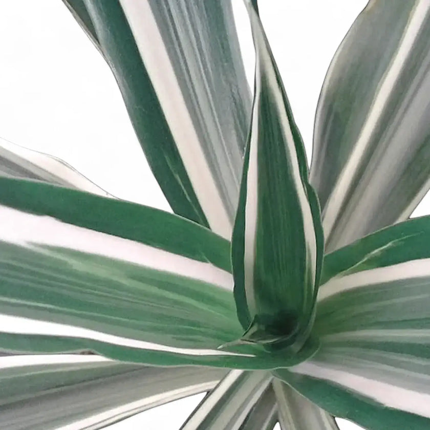 Dracaena fragrans ‘Warneckii’ leaf detail on white background.