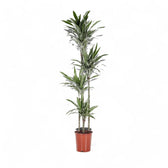 Dracaena fragrans ‘Warneckii’ – Topfpflanze im Kulturtopf vor weißem Hintergrund, Produktfoto 11.