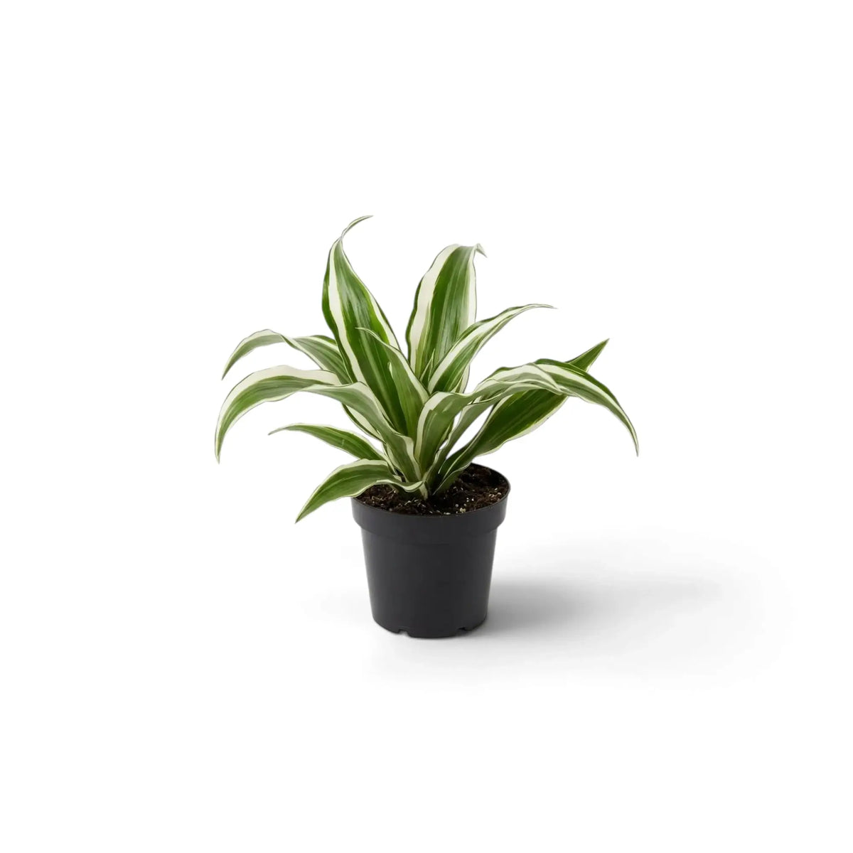 Dracaena fragrans ‘Warneckii’ als Jungpflanze mit graugrünen Blättern mit weißen Streifen und dunkelgrünen Rändern