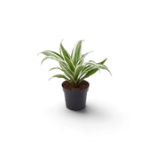 Dracaena fragrans ‘Warneckii’ als Jungpflanze mit graugrünen Blättern mit weißen Streifen und dunkelgrünen Rändern