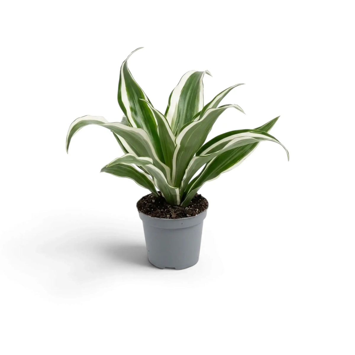 Dracaena fragrans ‘Warneckii’ als Jungpflanze mit graugrünen Blättern mit weißen Streifen und dunkelgrünen Rändern