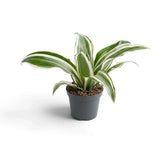 Dracaena fragrans ‘Warneckii’ als Jungpflanze mit graugrünen Blättern mit weißen Streifen und dunkelgrünen Rändern