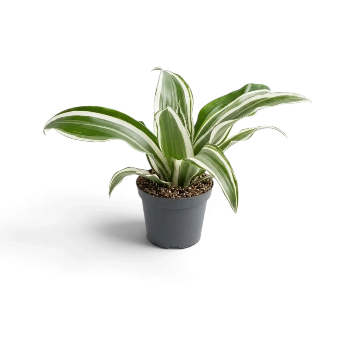 Dracaena fragrans ‘Warneckii’ als Jungpflanze mit graugrünen Blättern mit weißen Streifen und dunkelgrünen Rändern
