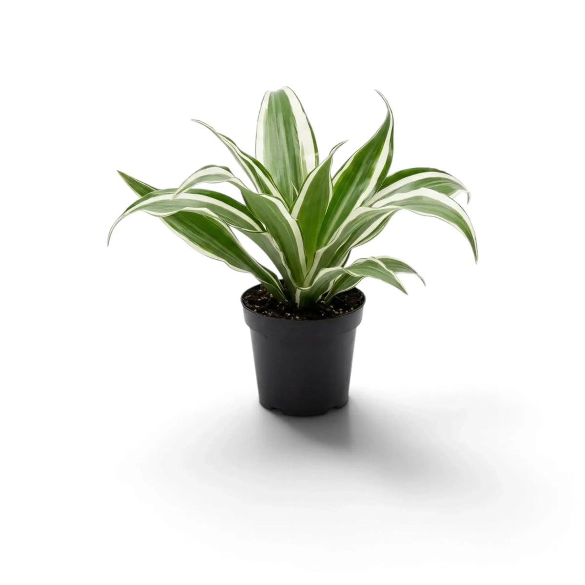 Dracaena fragrans ‘Warneckii’ als Jungpflanze mit graugrünen Blättern mit weißen Streifen und dunkelgrünen Rändern