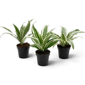 Dracaena fragrans ‘Warneckii’ als Jungpflanze mit graugrünen Blättern mit weißen Streifen und dunkelgrünen Rändern