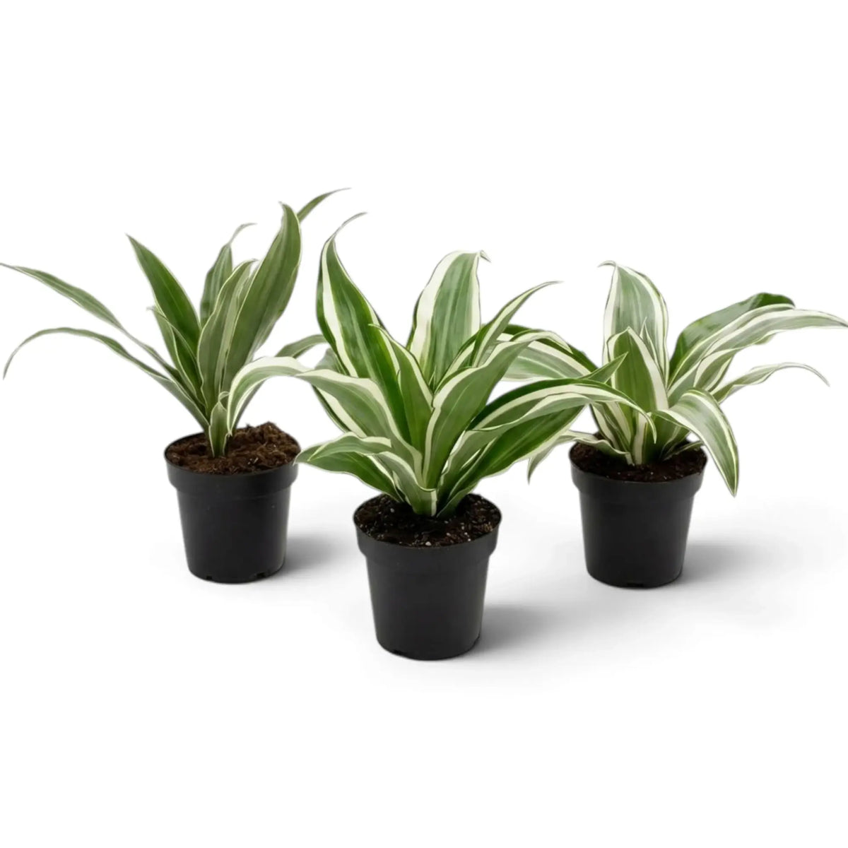 Dracaena fragrans ‘Warneckii’ als Jungpflanze mit graugrünen Blättern mit weißen Streifen und dunkelgrünen Rändern