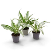 Dracaena fragrans ‘Warneckii’ als Jungpflanze mit graugrünen Blättern mit weißen Streifen und dunkelgrünen Rändern