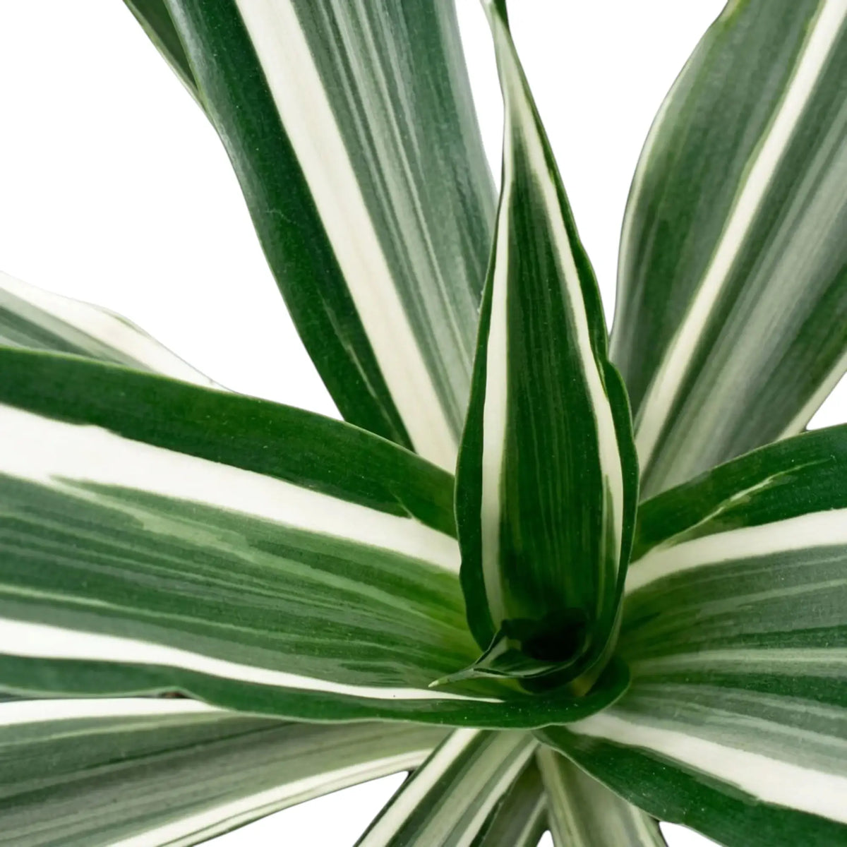 Nahaufnahme der graugrünen Blätter von Dracaena fragrans ‘Warneckii’ mit weißen Streifen und dunkelgrünen Rändern