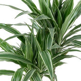 Nahaufnahme der graugrünen Blätter von Dracaena fragrans ‘Warneckii’ mit weißen Streifen und dunkelgrünen Rändern