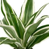 Nahaufnahme der graugrünen Blätter von Dracaena fragrans ‘Warneckii’ mit weißen Streifen und dunkelgrünen Rändern