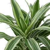 Nahaufnahme der graugrünen Blätter von Dracaena fragrans ‘Warneckii’ mit weißen Streifen und dunkelgrünen Rändern