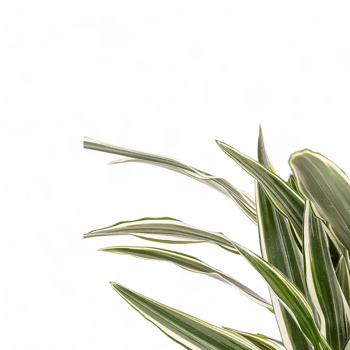 Dracaena fragrans 'White Stripe' – weiße Streifen