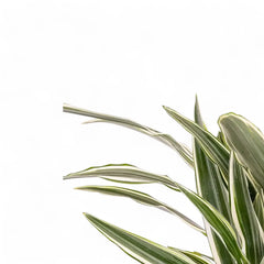 white stripe dracaena Dracaena fragrans 'White Stripe' – Green Leaves with White Bands