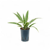 dracaena with white stripes Dracaena fragrans 'White Stripe' – Green Leaves with White Bands