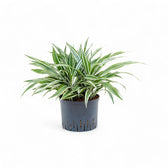 dracaena fragrans white Dracaena fragrans 'White Stripe' – Green Leaves with White Bands