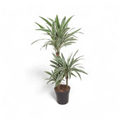 dracaena fragrans white Dracaena fragrans 'White Stripe' – Green Leaves with White Bands