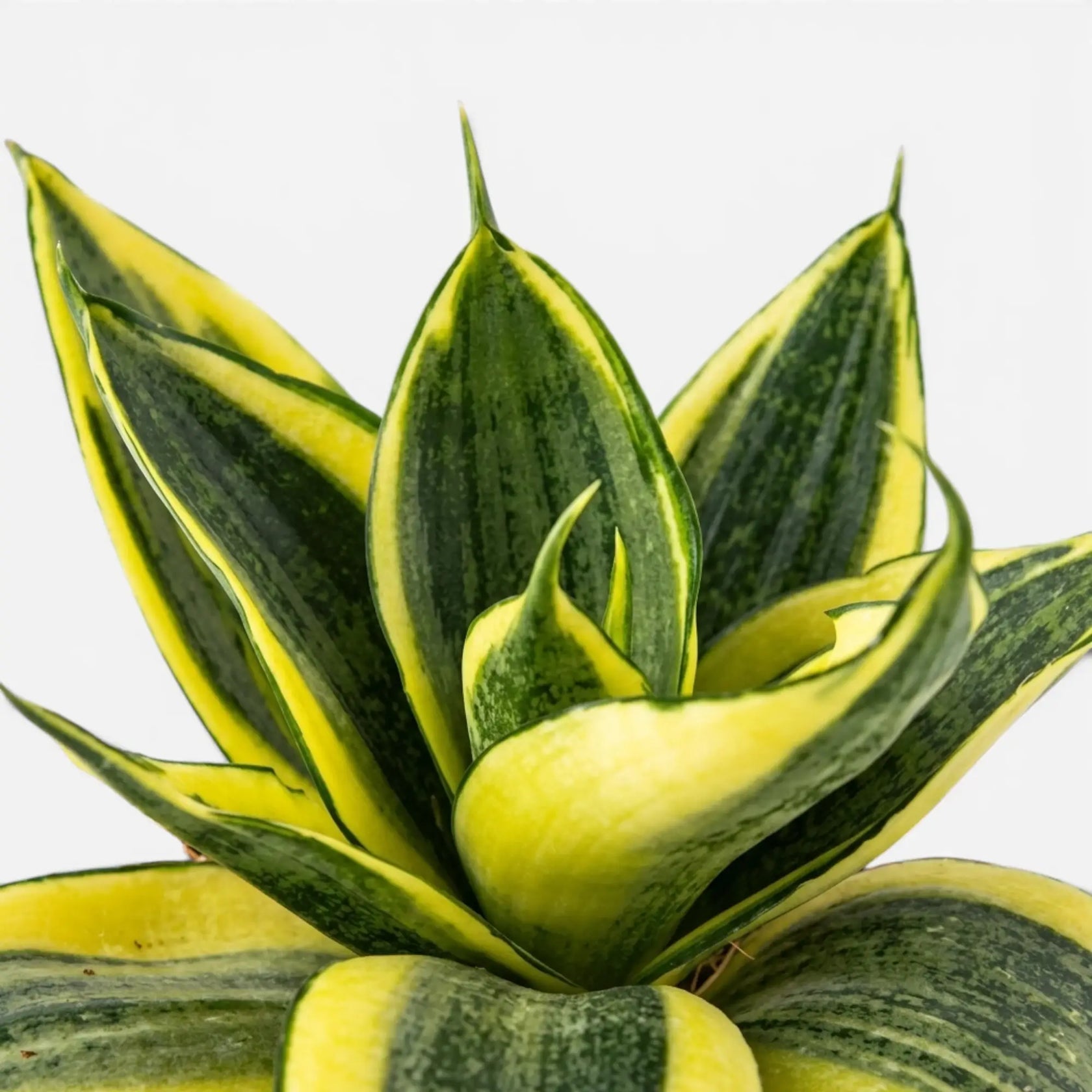 Blätter von Dracaena 'Hahnii Golden Edge' in Nahaufnahme.