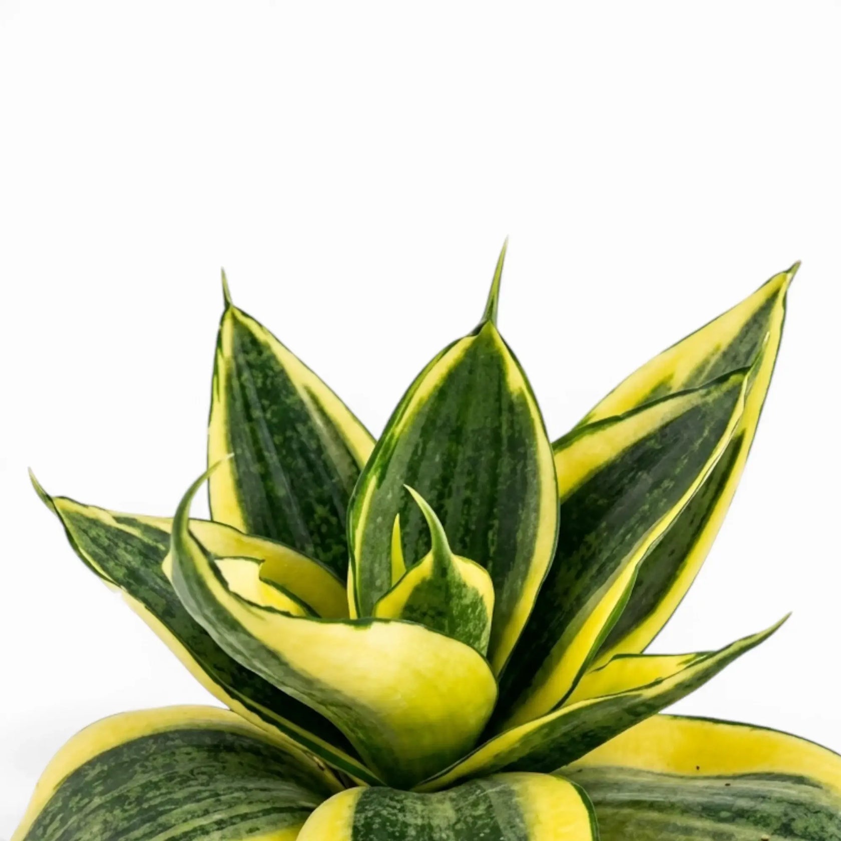 Blätter von Dracaena 'Hahnii Golden Edge' in Nahaufnahme.