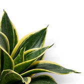 Blätter von Dracaena 'Hahnii Golden Edge' in Nahaufnahme.