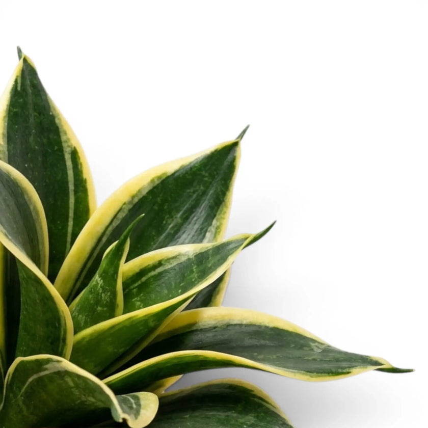 Blätter von Dracaena 'Hahnii Golden Edge' in Nahaufnahme.