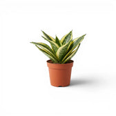 Dracaena 'Hahnii Golden Edge' im Kulturtopf.