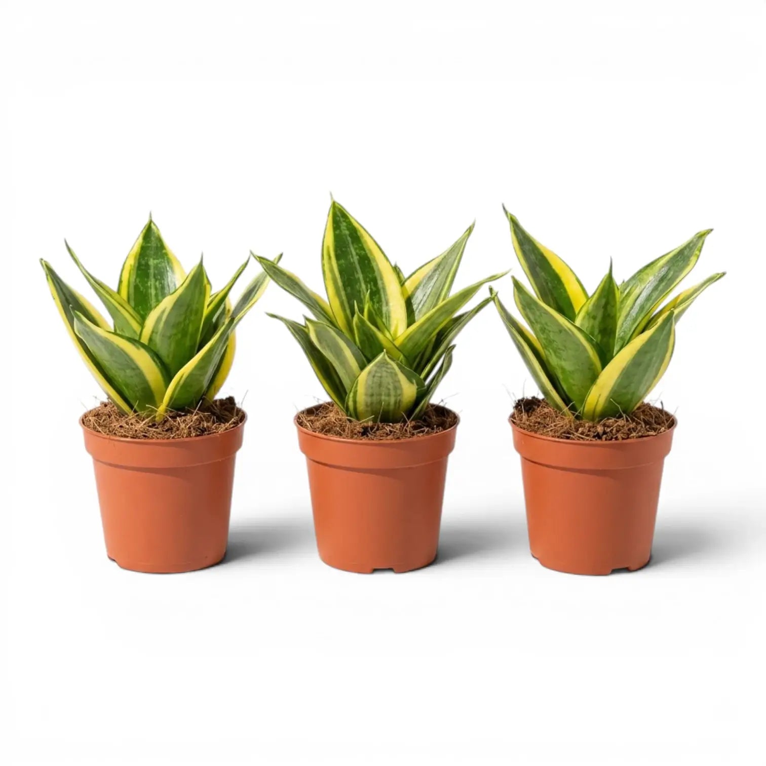 Dracaena 'Hahnii Golden Edge' im Kulturtopf.