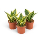 Dracaena 'Hahnii Golden Edge' im Kulturtopf.