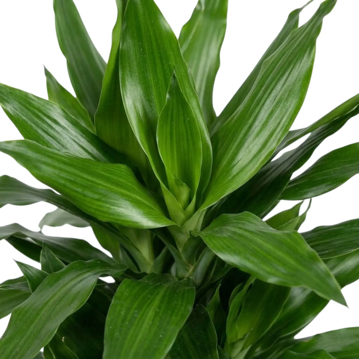 Nahaufnahme der glänzenden, dunkelgrünen Blätter von Dracaena fragrans ‘Janet Lind’ mit hellgrünen Streifen