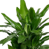 Nahaufnahme der glänzenden, dunkelgrünen Blätter von Dracaena fragrans ‘Janet Lind’ mit hellgrünen Streifen