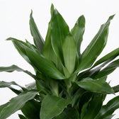 Nahaufnahme der glänzenden, dunkelgrünen Blätter von Dracaena fragrans ‘Janet Lind’ mit hellgrünen Streifen