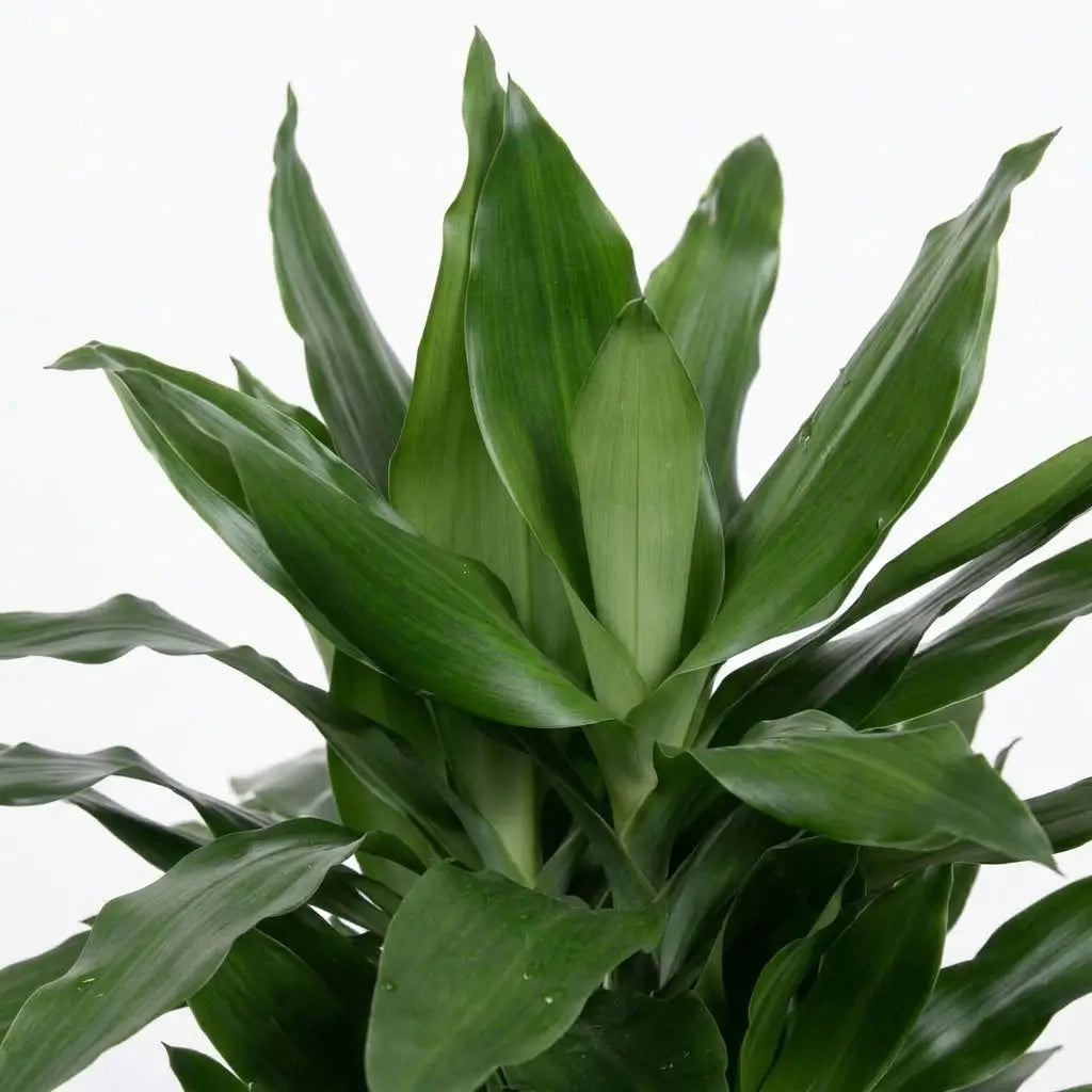 Nahaufnahme der glänzenden, dunkelgrünen Blätter von Dracaena fragrans ‘Janet Lind’ mit hellgrünen Streifen