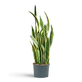Sehr große Dracaena trifasciata 'Laurentii' mit aufrechten schwertförmigen grünen Blättern und gelben Rändern