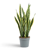 Sehr große Dracaena trifasciata 'Laurentii' mit langen, gelb gerandeten Blättern und unregelmäßiger grüner Querzeichnung