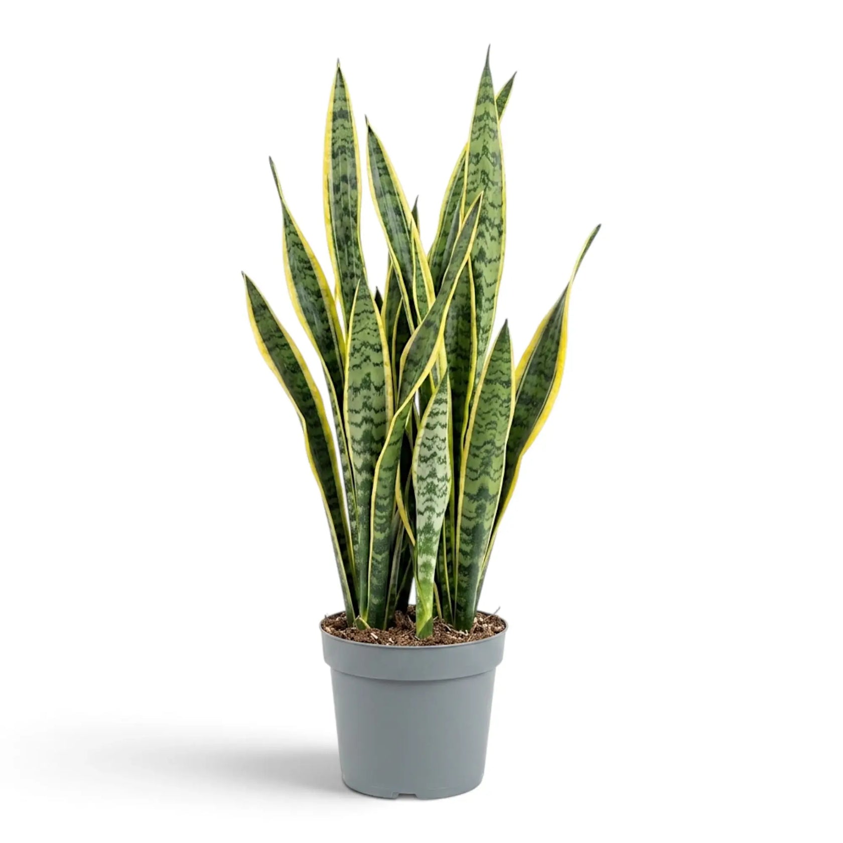 Sehr große Dracaena trifasciata 'Laurentii' mit langen, gelb gerandeten Blättern und unregelmäßiger grüner Querzeichnung
